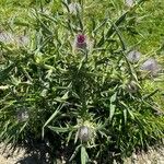 Cirsium eriophorum 整株植物