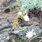 Linaria nivea Flor