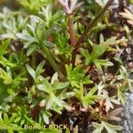 Saxifraga fragilis অভ্যাস