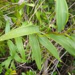 Bomarea salsilla Leaf