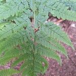 Dryopteris carthusiana Leaf