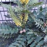Berberis japonica Kvet