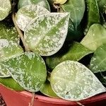Hoya lacunosa Leaf