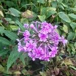 Phlox maculata Flor