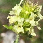 Sideritis hyssopifolia Květ