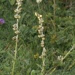 Artemisia atrata Habit