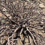 Euphorbia balsamifera Leaf