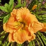 Cucurbita pepo Flower