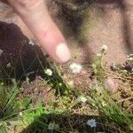 Chaetopappa asteroides Flower