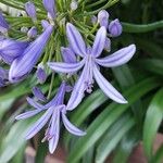 Agapanthus africanus Flower