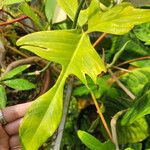 Philodendron pedatum Folha