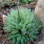 Haworthia cymbiformis Yaprak