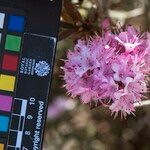 Rhododendron pubescens Flor