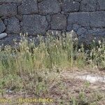 Conyza bonariensis Habit