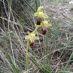 Ophrys delforgei Kvet