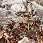 Hippocrepis ciliata Frutto