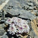 Iberis carnosa Flor