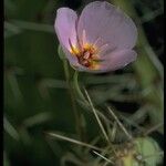 Calochortus flexuosus Blodyn