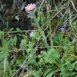 Erigeron humilis Blüte