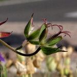 Geranium wallichianum Fruit