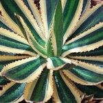 Agave lophantha Листок