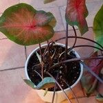 Caladium bicolor Blad