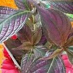 Strobilanthes auriculataList