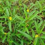 Corchorus trilocularis Leaf