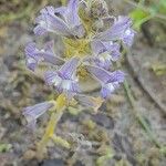 Orobanche nana Habit