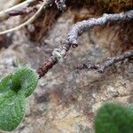 Salix reticulata Bark