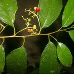 Sorocea affinis Fruit