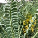 Astragalus macrocarpus Leaf