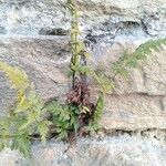 Asplenium adiantum-nigrum Blad