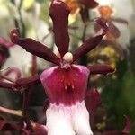 Dendrobium virotii Flower