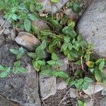 Macrotyloma axillare Leaf