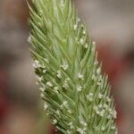 Phleum arenarium Liść