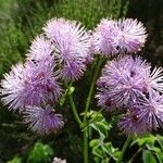 Thalictrum aquilegiifolium Květ