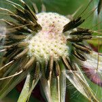 Taraxacum rubicundum Mbuma