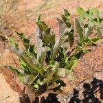 Raphionacme angolensis Habit