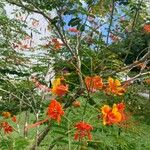 Caesalpinia pulcherrima Квітка