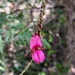 Indigofera pedunculata