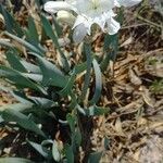 Pancratium maritimum Habit