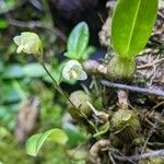 Bulbophyllum lingulatum Kwiat