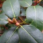 Rhododendron triflorum Flower