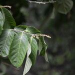 Forsteronia spicata Bloem