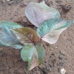 Acalypha wilkesiana Leaf