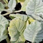 Salvia argentea Fuelha
