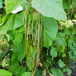 Catalpa ovata ഫലം