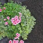 Pelargonium peltatum Flower