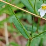 Linum catharticum Leaf